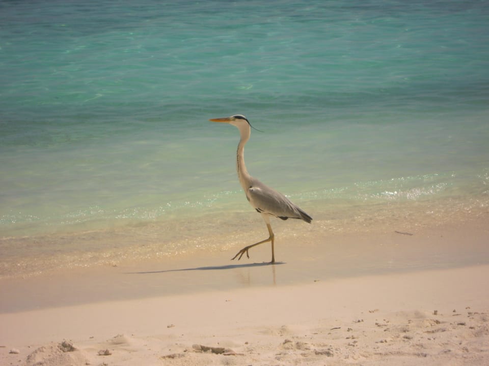 Vogel Fihalhohi Maldives