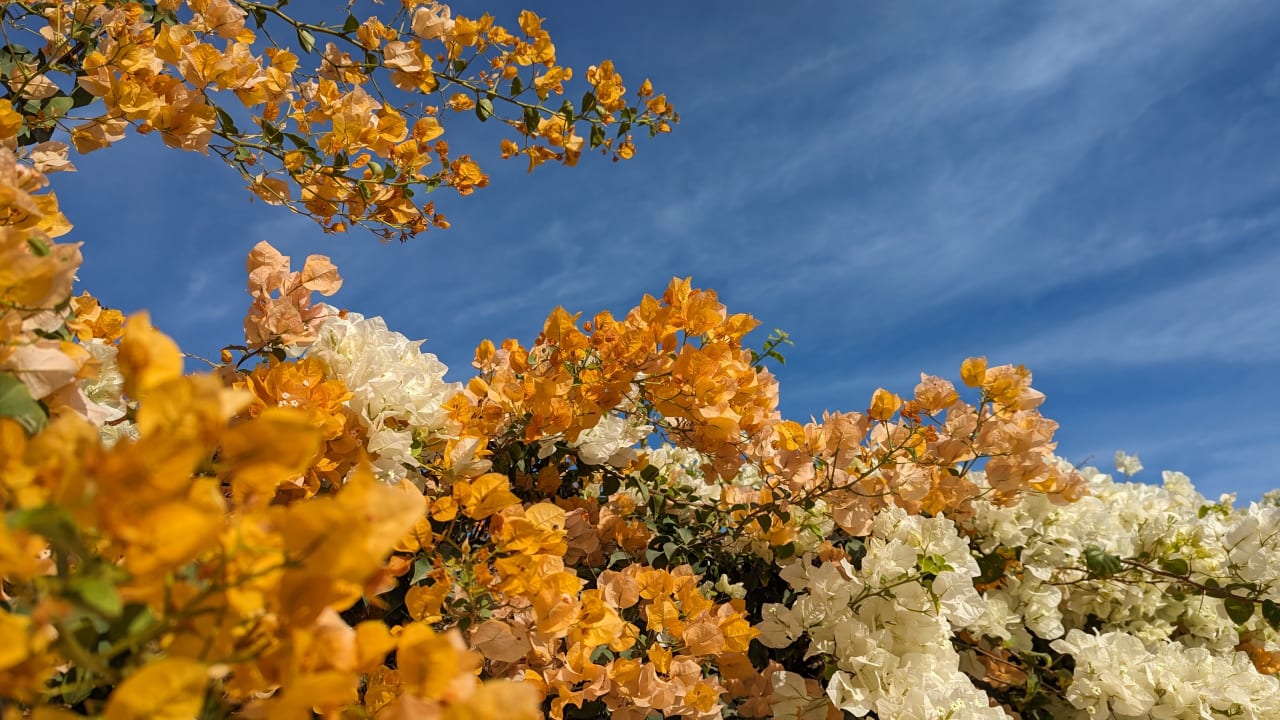 Gartenanlage Marriott Hurghada Beach Resort