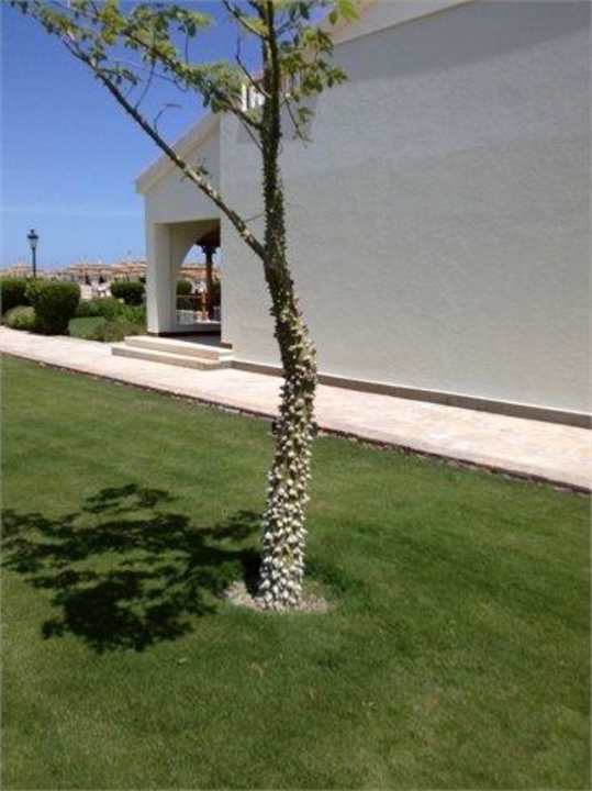 Komischer aber schöner Baum Pickalbatros Dana Beach Resort - Hurghada