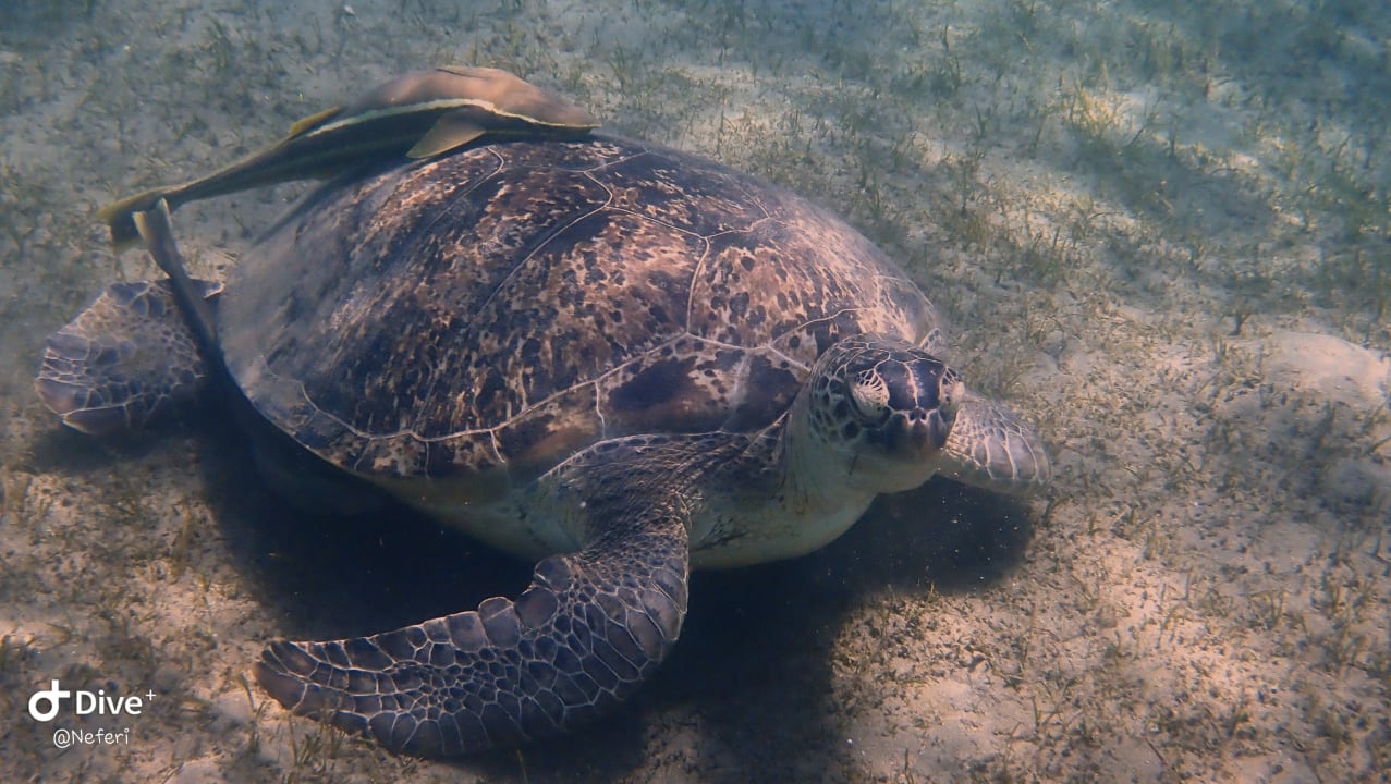 Sport & Freizeit  Shams Alam Beach Resort