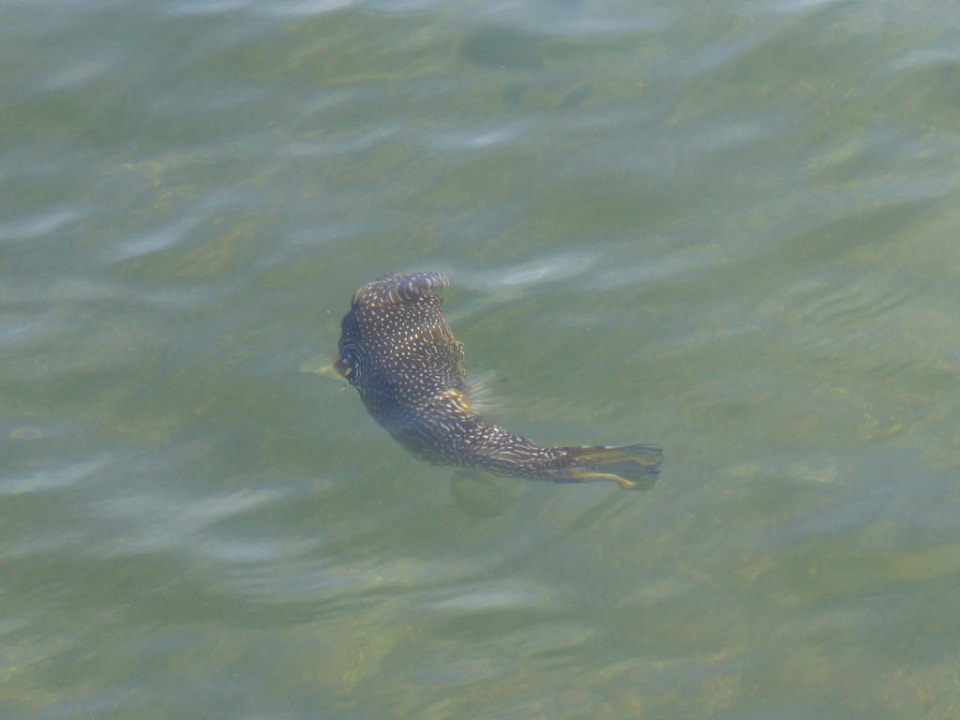 Vom Steg am Strand Pickalbatros Alf Leila Wa Leila Resort - Neverland Hurghada