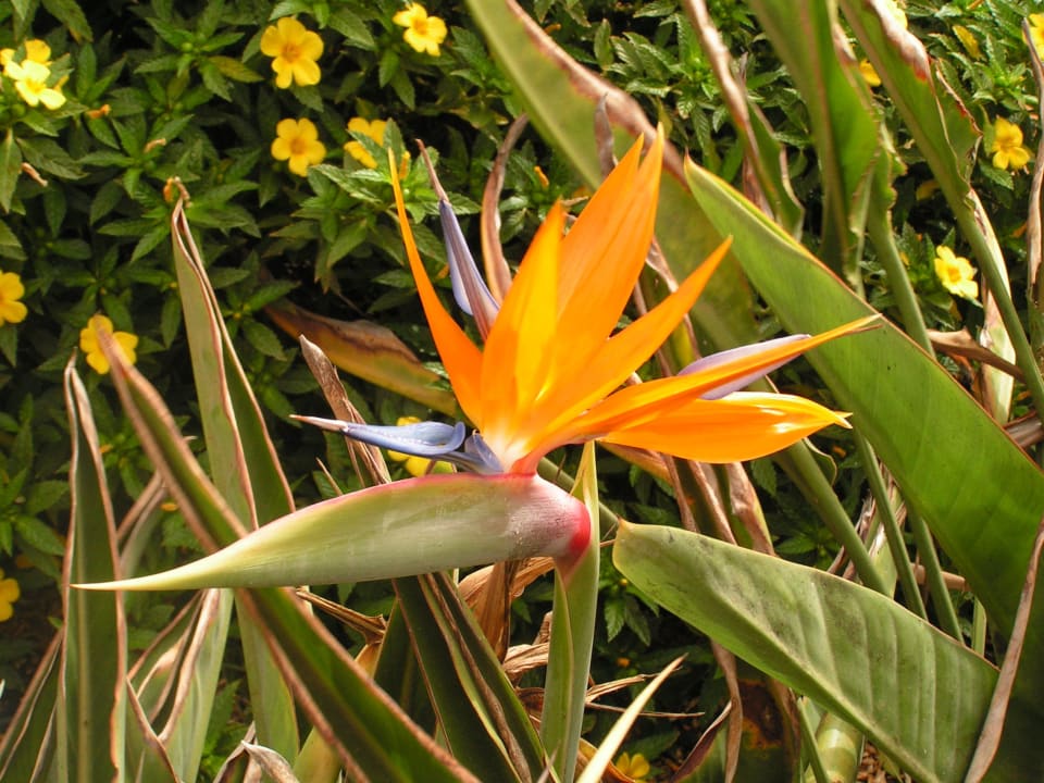 Traumhafte Strelizien SBH Costa Calma Beach Resort