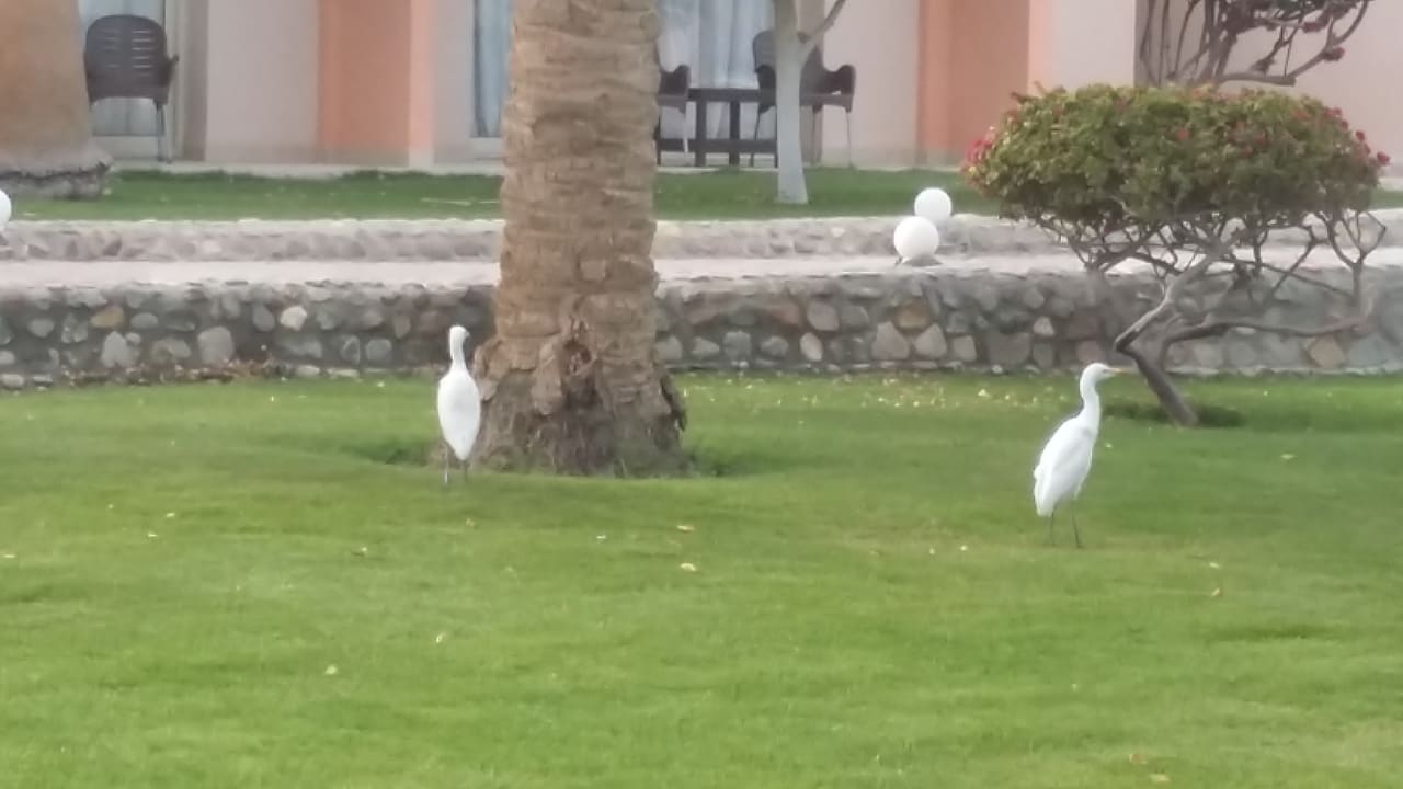 Gartenanlage Three Corners Sea Beach Resort