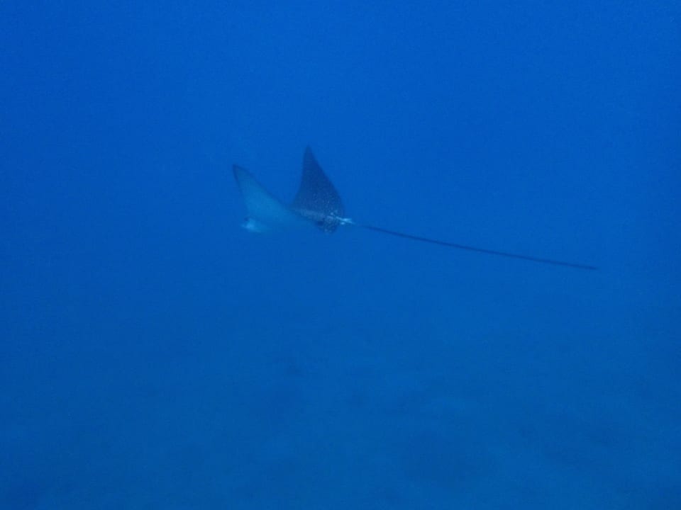 Adlerrochen Steigenberger Coraya Beach - Adults only