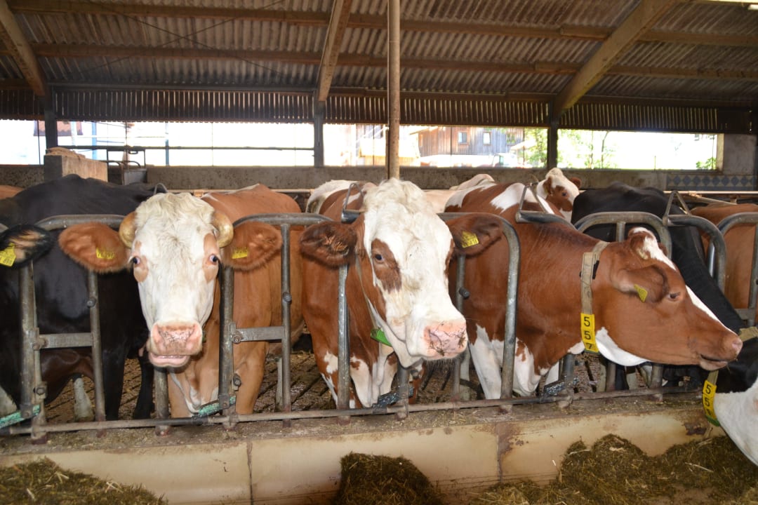 Unsere Ladies im Kuhstall Stettnerhof