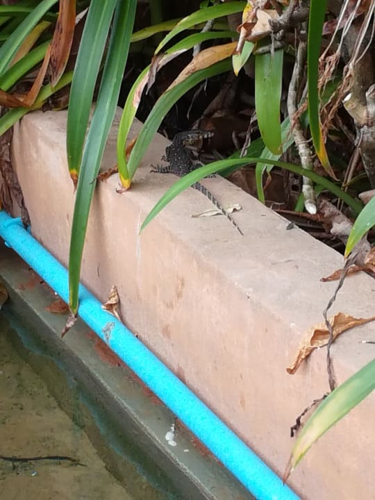 Gartenanlage Baan Khaolak Beach Resort