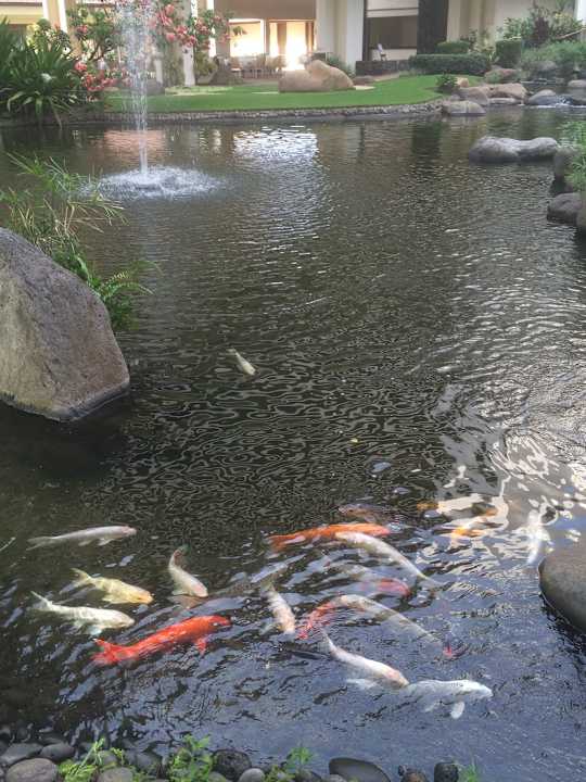 Atrium mit Karpfenteich Makena Golf & Beach Club