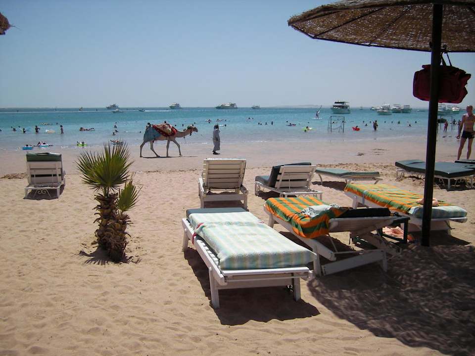 Strand mit Oskar dem Kamel Giftun Azur Resort