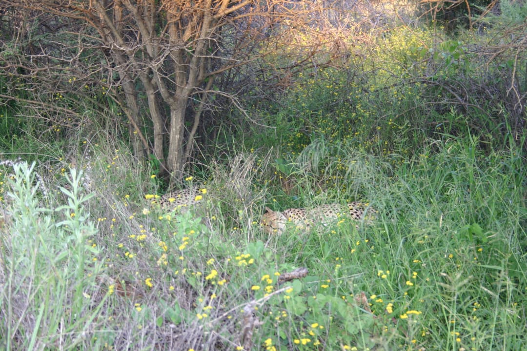 3 schlafende Geparden = Geparden-Tracking Okonjima Bush Camp