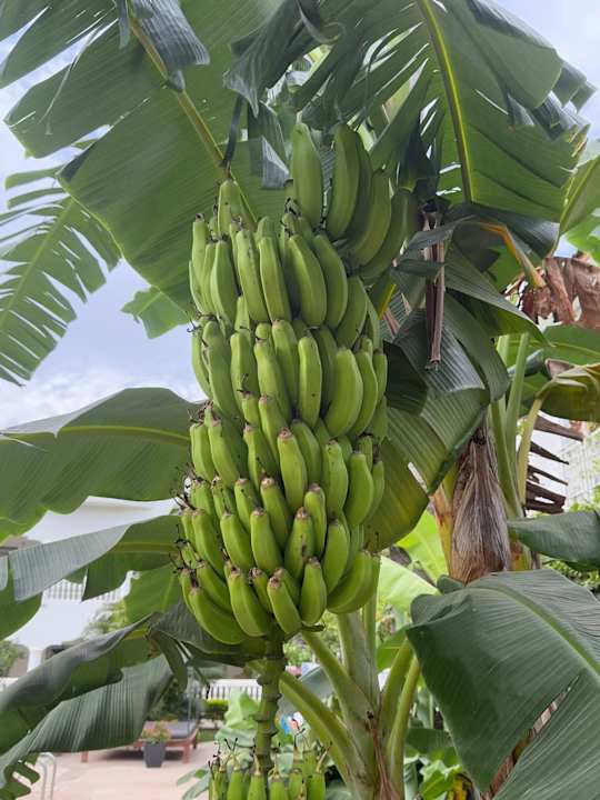 Gartenanlage Dulaa Deema Residence Brufut Heights