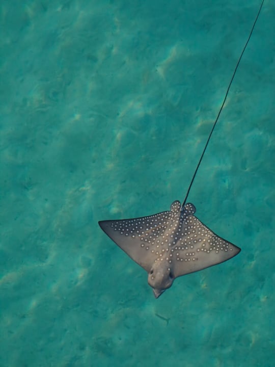 Sport & Freizeit Le Meridien Maldives Resort & Spa