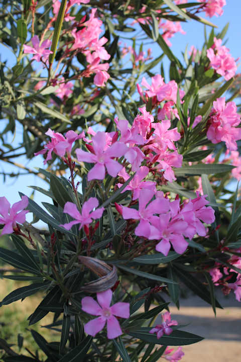 Gartenanlage Club Resort Atlantis