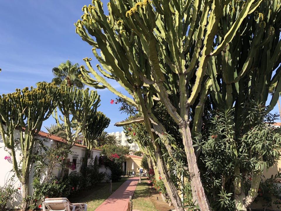 Gartenanlage HL Miraflor Suites Hotel