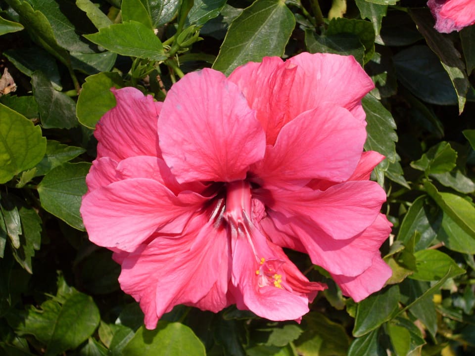 Full of beautiful flowers Rehana Royal Beach Resort Aqua Park & Spa