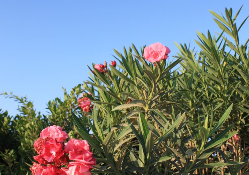 So schön, tip top gepflegt der Hotelgarten Lotus Bay Beach Resort