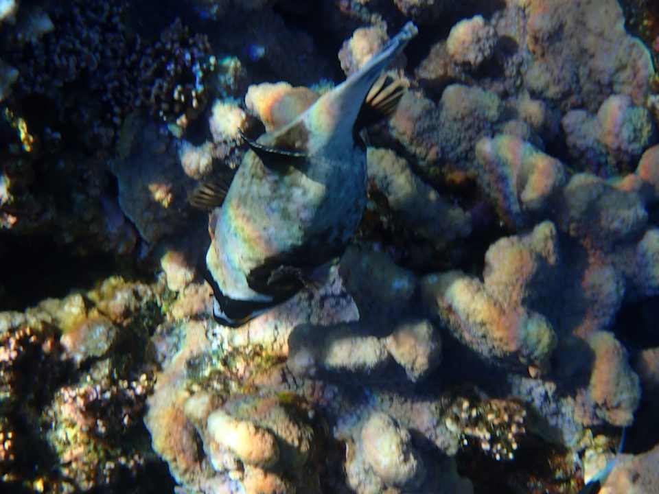 Strand Three Corners Sea Beach Resort