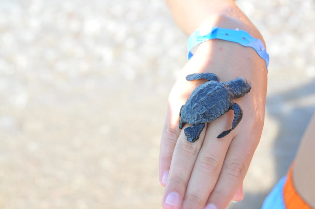 Babyschildkröte Seaden Sea World Resort & Spa