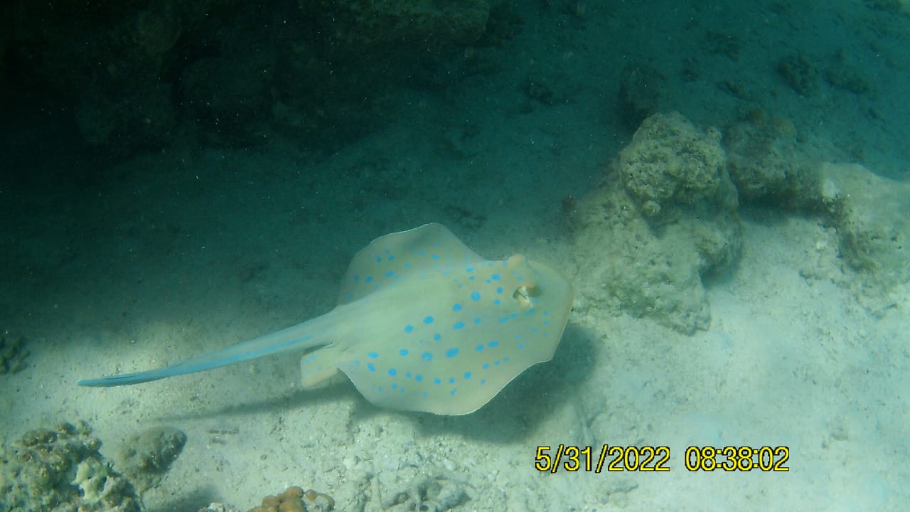 Sport & Freizeit Tropitel Sahl Hasheesh