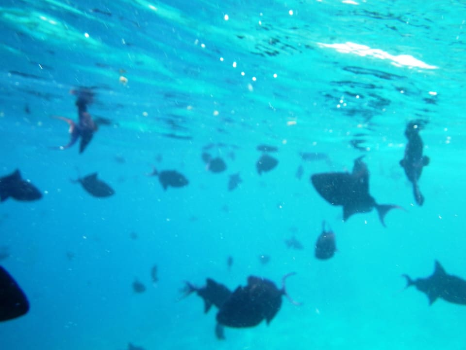 Begleiter an der Riffkante Filitheyo Island Resort