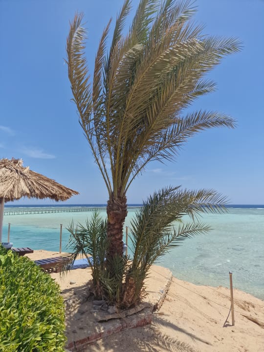 Strand Blue Reef Red Sea Resort