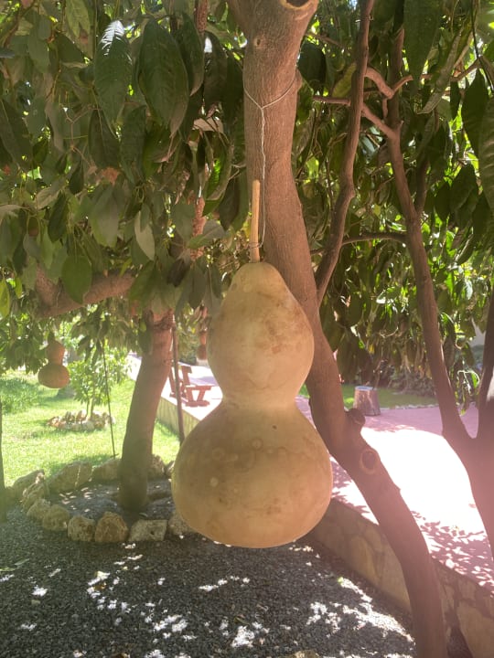 Gartenanlage Dizalya Palm Garden