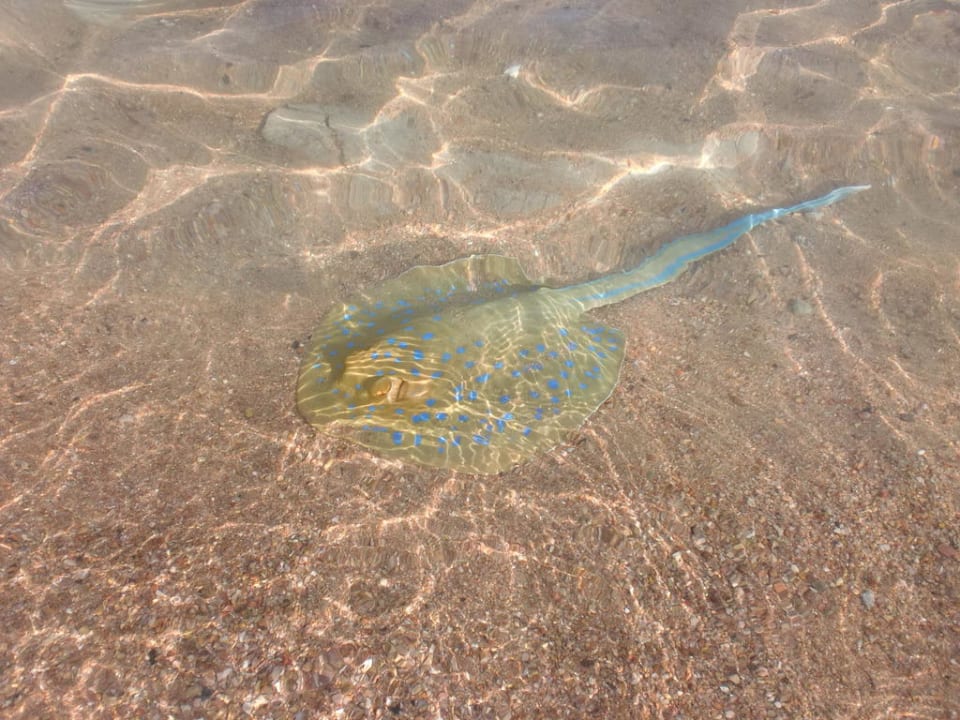 Blaupunktrochen Ghazala Gardens