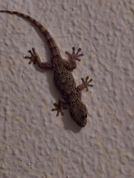 Außenansicht Hotel Vibra Beverly Playa