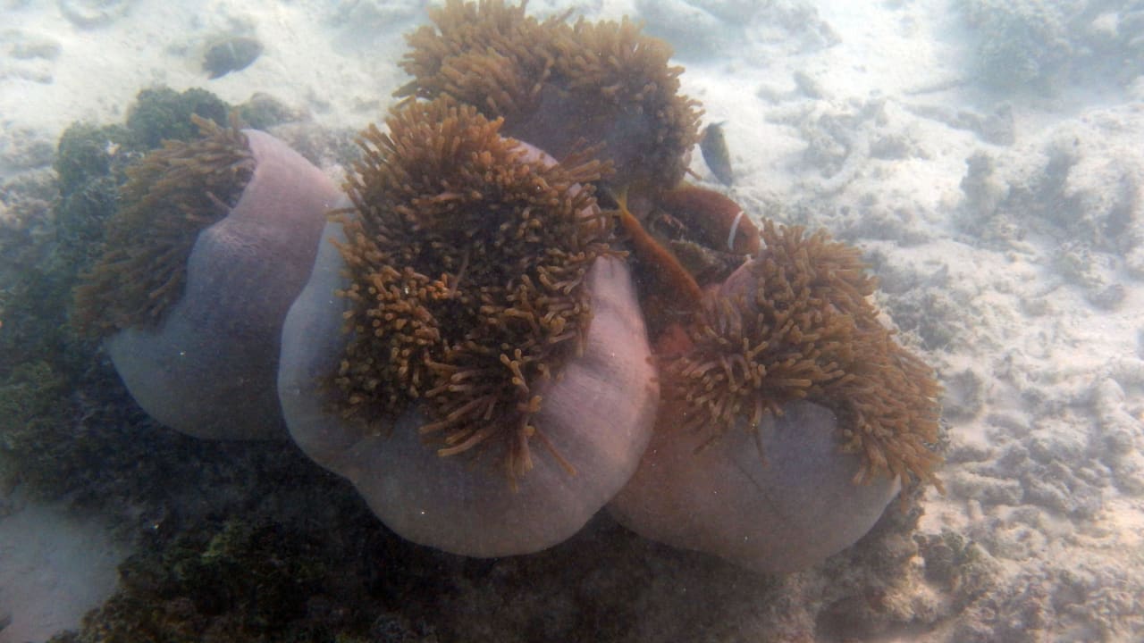 Nemo Kuramathi Maldives