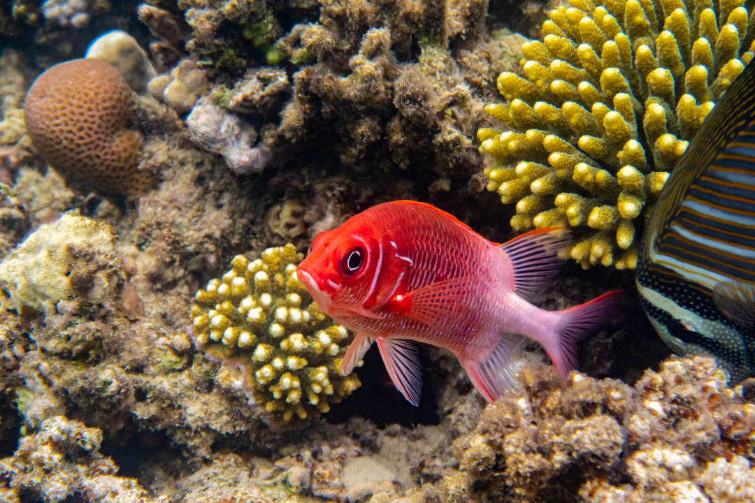 Sport & Freizeit Brayka Bay Resort