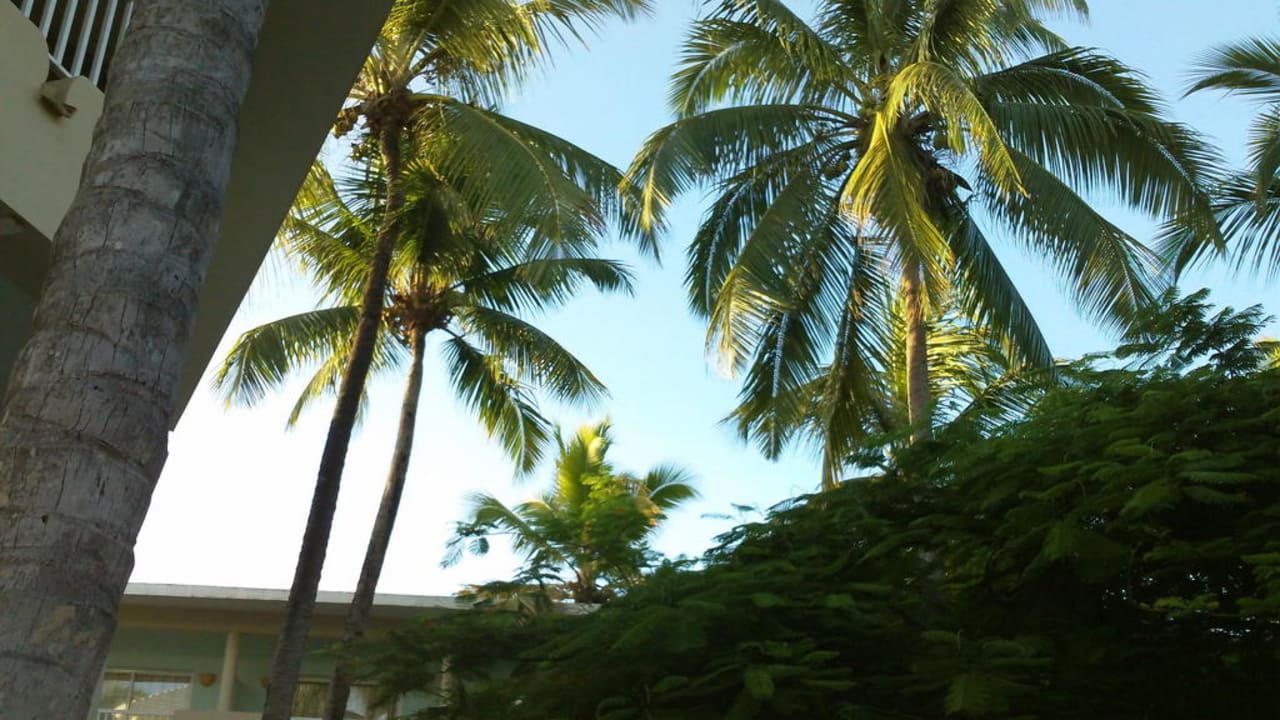 Palmen und schönes Wetter Grand Sirenis Punta Cana Resort & Aquagames
