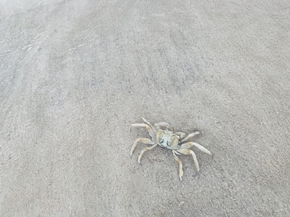 Strand Hotel Riu Touareg