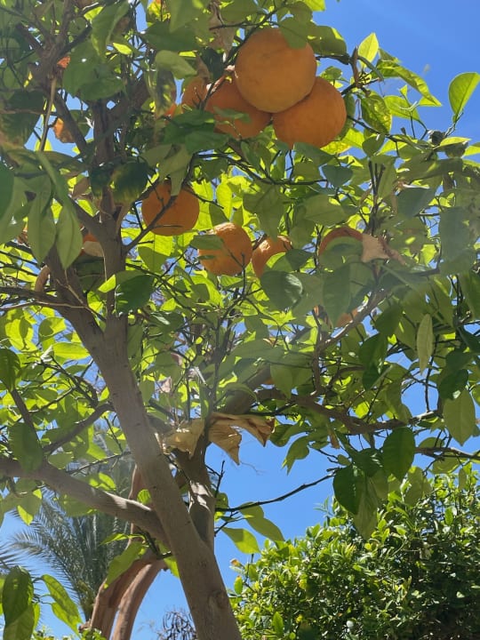 Gartenanlage Jaz Makadi Saraya Resort