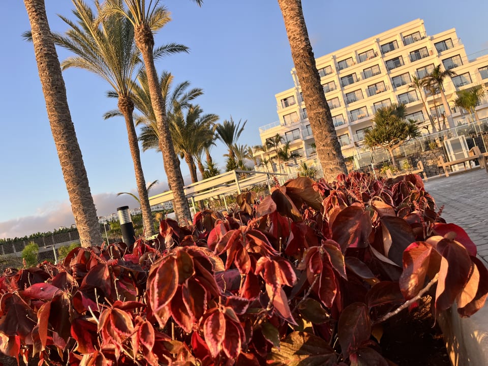 Außenansicht Hotel Riu Buenavista