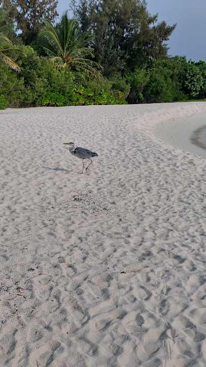 Strand Summer Island Maldives