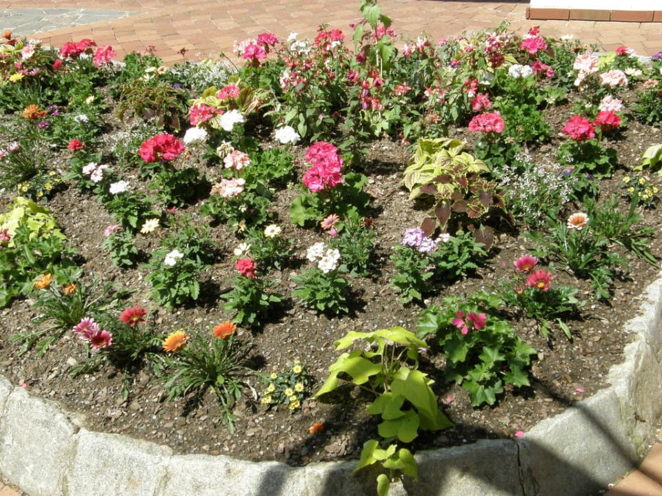 Die ersten Blümchen Vivea Hotel Bad Schönau - Zur Quelle