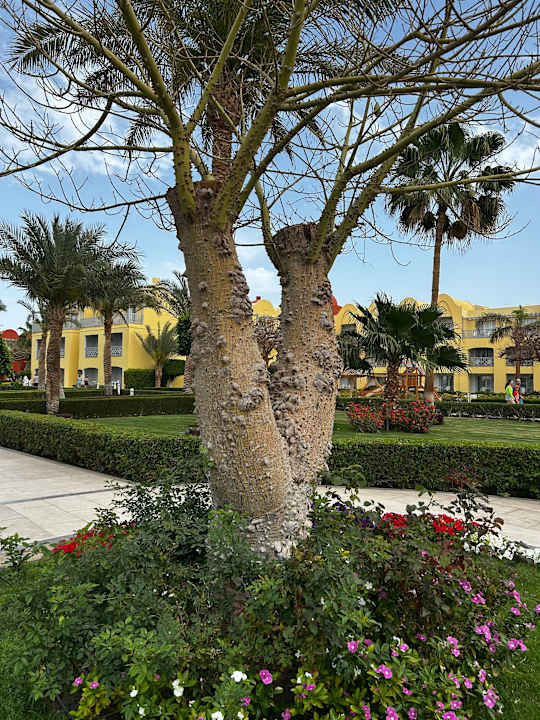 Gartenanlage Titanic Beach Spa & Aqua Park