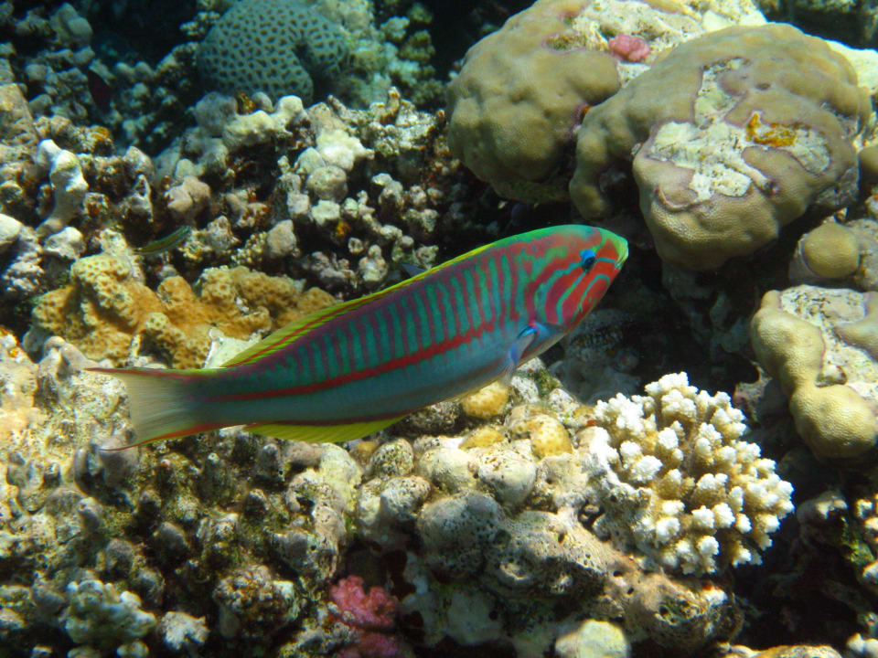 Schnorcheln im Grand Makadi Grand Makadi