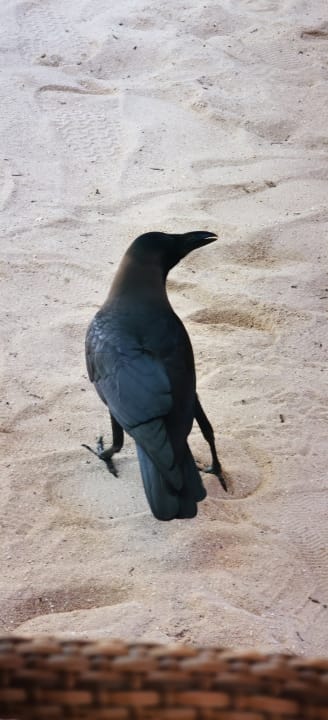 Sonstiges Kuramathi Maldives