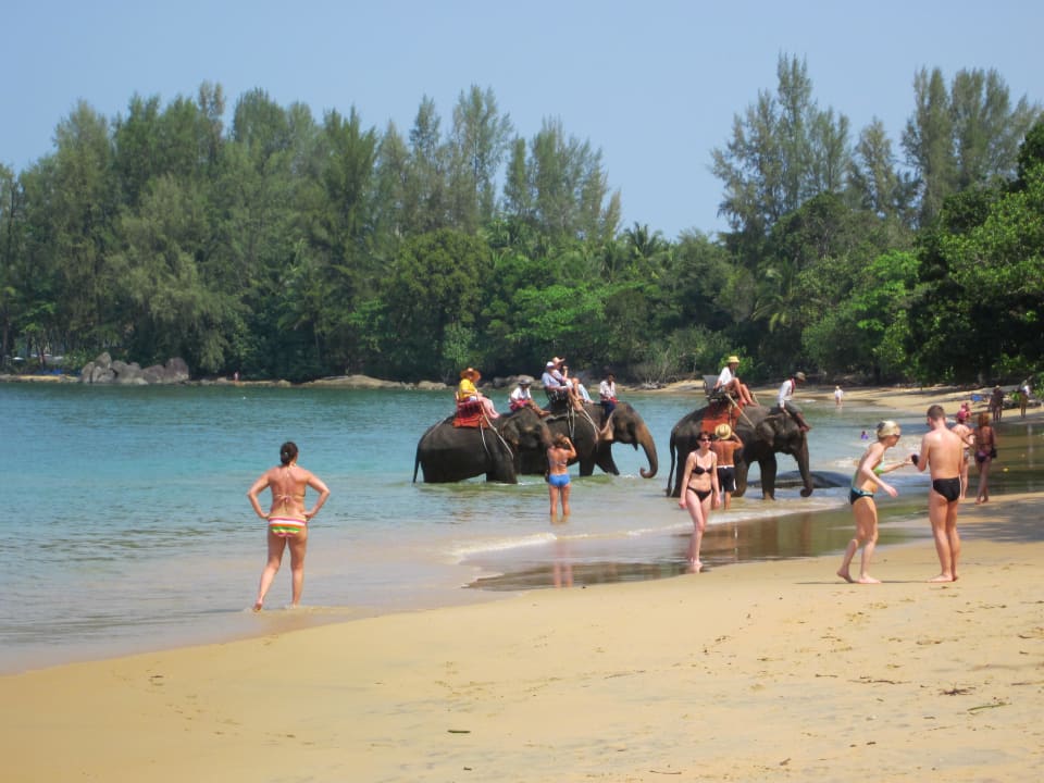 Elefanten am Strand Khao Lak Merlin Resort