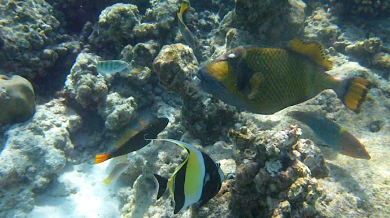 Riesendrücker NH Collection Maldives Reethi Resort