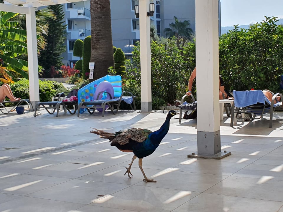 Gartenanlage Palm Wings Ephesus Beach Resort