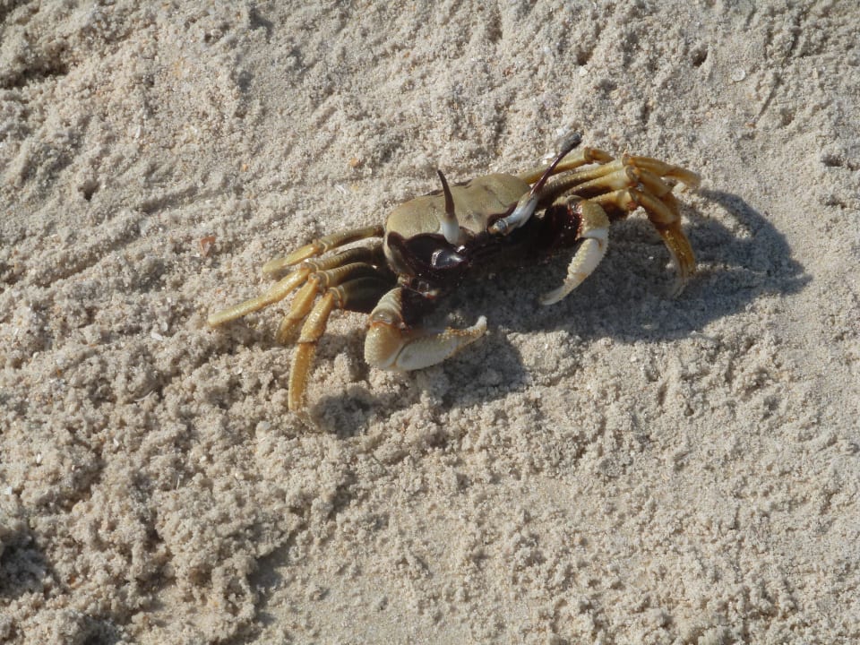 Einer der größeren Krebse Koh Mook Sivalai Beach Resort