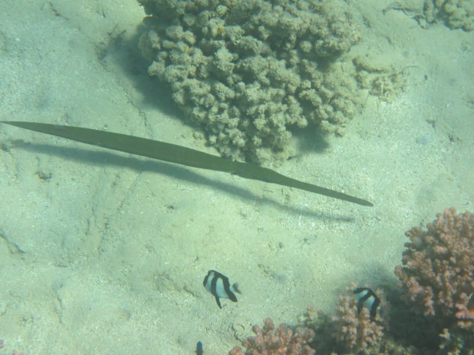 Sport & Freizeit Shams Prestige Abu Soma-Adults Only