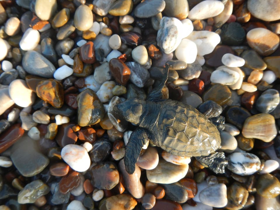 Schildkröten schlüpfen fast täglich Adora Calma Beach Hotel