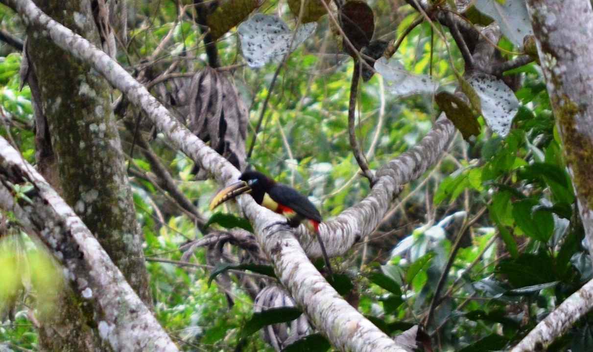 Arazari Tucan vor dem Restaurant Huasquila Amazon Lodge