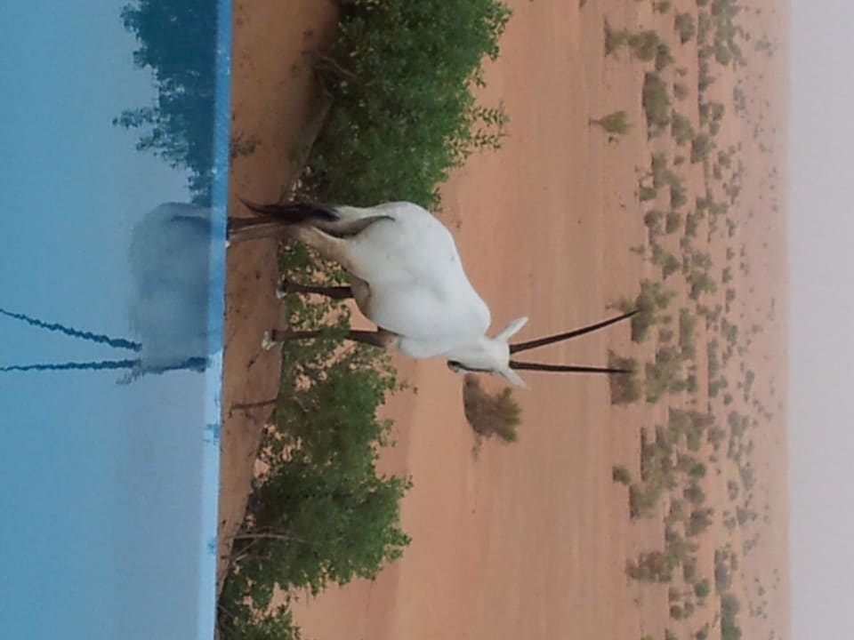 Ein Oryx am Pool unserer Villa Al Maha, A Luxury Collection Desert Resort & Spa