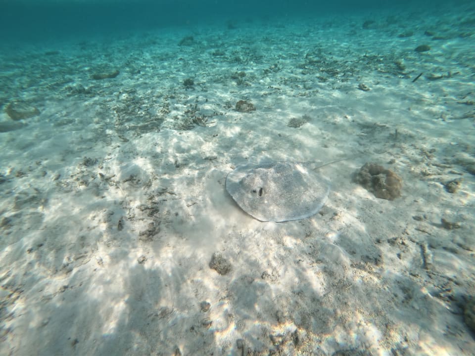 Strand Adaaran Select Meedhupparu Island Resort - Premium All Inclusive