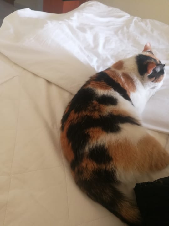 Zimmer Hotel Aslan City Kleopatra