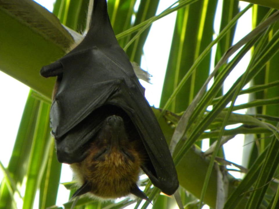 Einer der vielen Flughunde NH Collection Maldives Reethi Resort