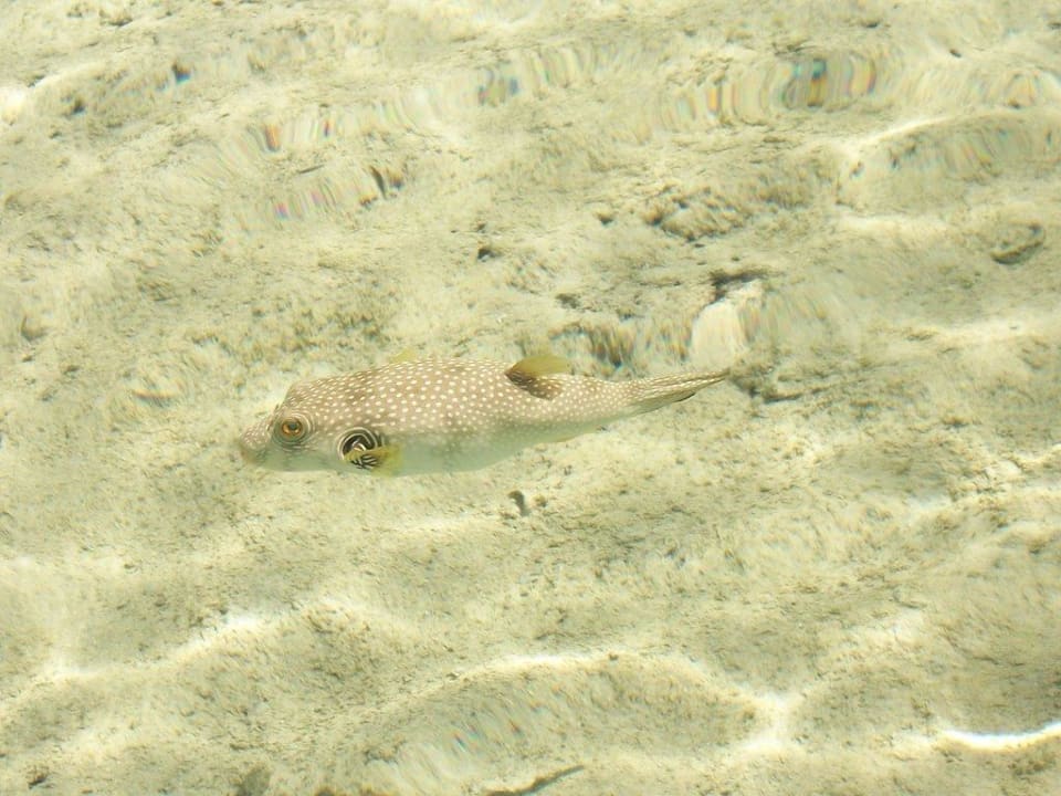 Kugelfisch direkt neben dem Steg Hotel Tropicana Azure Club